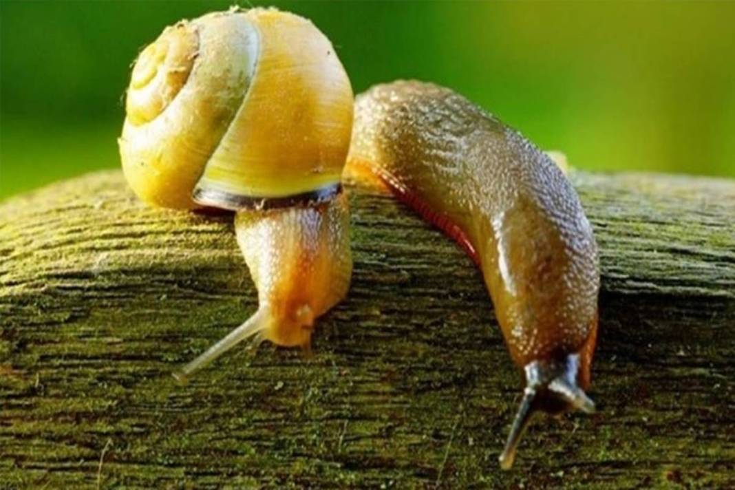 Karadeniz'de yetiştiriliyor, Avrupa ve Uzak Doğu'ya tonlarca satılıyor! Bölge halkının en büyük gelir kapısı 9